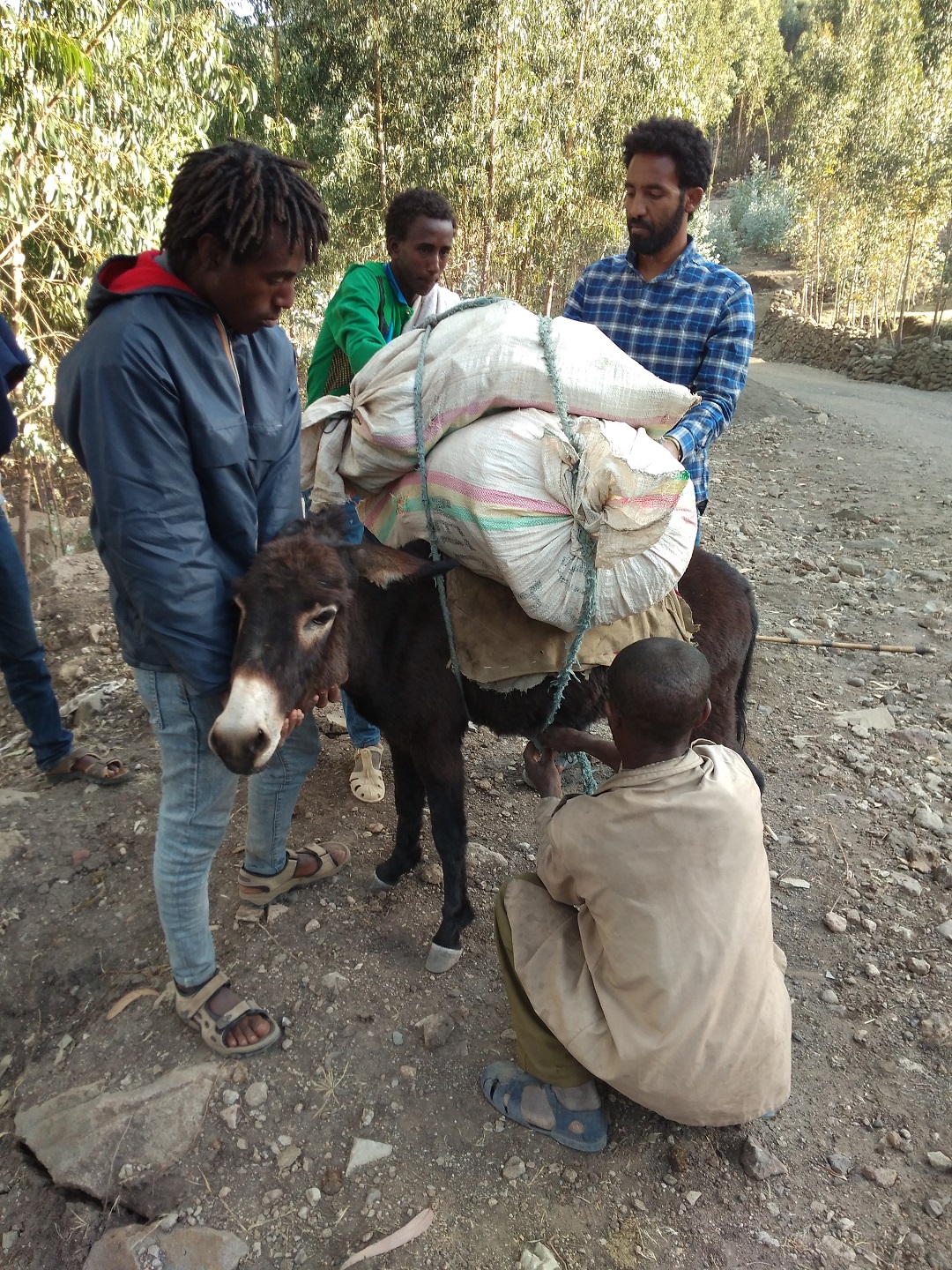 Detalle del proyecto