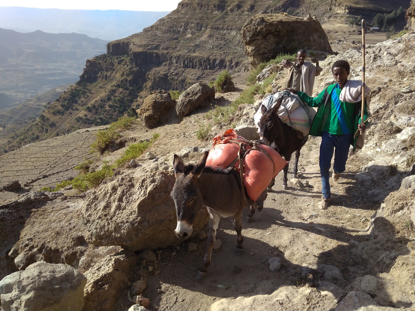 Detalle del proyecto